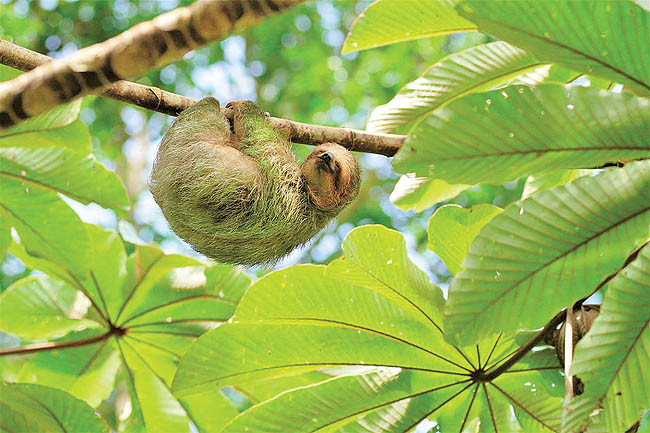 Sloth-Preserve-Arenal-Volcano-National-Park-89d248c358fe