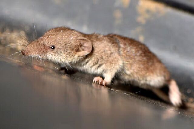 عکس | پستاندار جدیدی که در بریتانیا پیدا شد؛ کشف قرن!