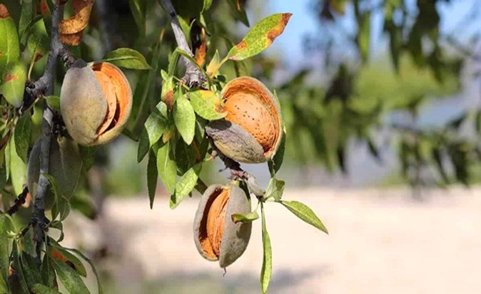 نهال بادام