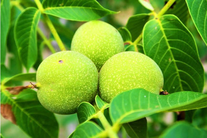 نهال گردو
