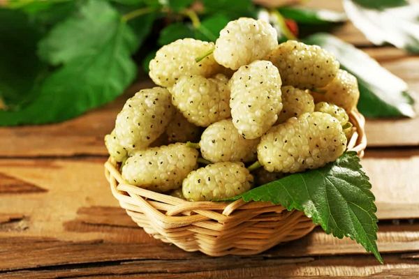طبع حلوای توت خشک هرات