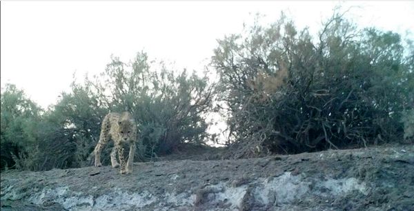 بازگشت هلیا با 4 فرزند / یوز ایرانی در آستانه احیا شدن است!