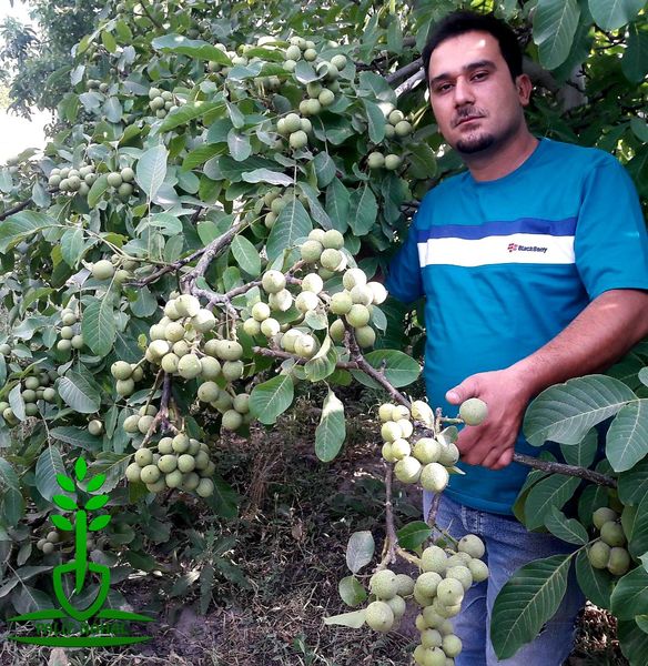 پربارترین نهال گردوی ایران را بشناسید؟